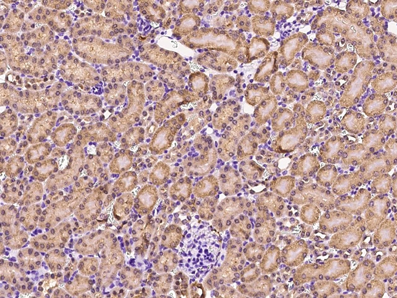 GDF3 Antibody