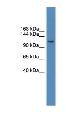 Polyclonal Rabbit anti-Rat BTF / BCLAF1 Antibody (aa371-420, WB)