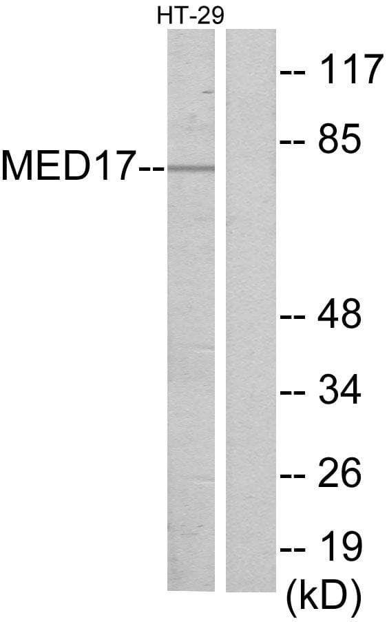 MED17 / TRAP80 Antibody
