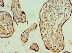 NAB2 Antibody (aa1-200)