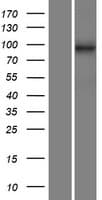 C14orf104 Protein (Over-Expression Lysate Myc-DDK (Flag))