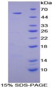 Mouse ATP4A Protein (Recombinant His-GST)