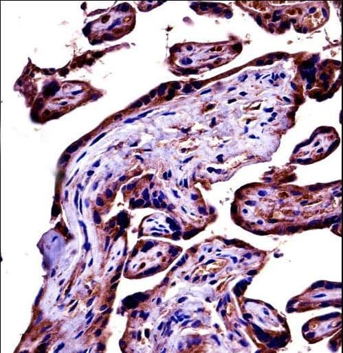 Polyclonal Rabbit anti-Human Complement C9 Antibody (aa191-220, IHC, WB)
