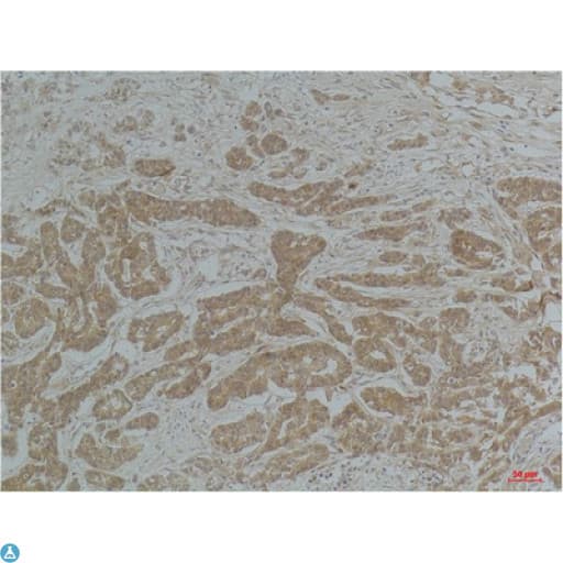 TUBA1B / Tubulin Alpha 1B Antibody