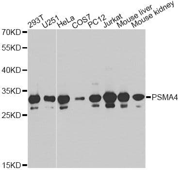 PSMA4 Antibody