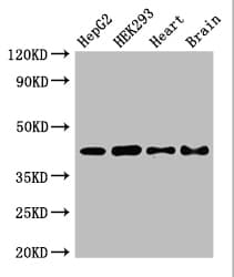 Polyclonal Rabbit anti-Human PNKD Antibody (WB)