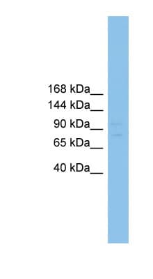 Polyclonal Rabbit anti-Mouse RFX / RFX1 Antibody (aa181-230, WB)