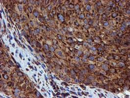 PDIA4 / ERP72 Antibody (clone OTI2C11)