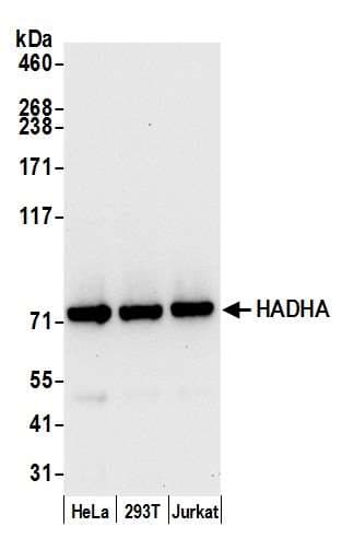 HADHA Antibody (aa713-763)