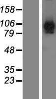FAM171B Protein (Over-Expression Lysate Myc-DDK (Flag))