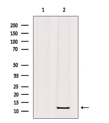 C11 / POLR3K Antibody