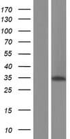 ALKBH4 Protein (Over-Expression Lysate Myc-DDK (Flag))
