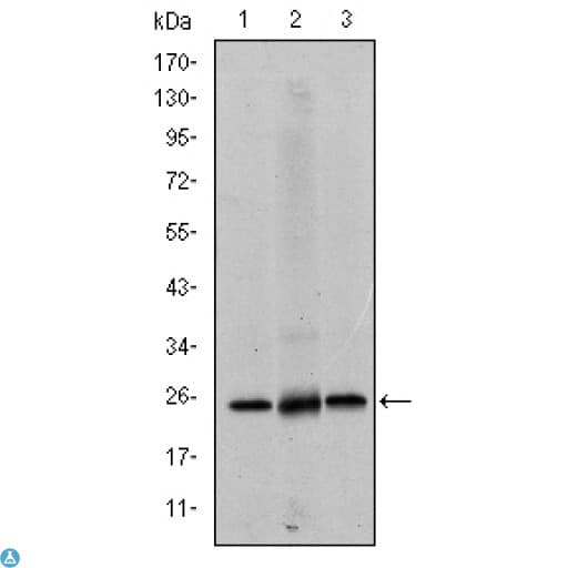 EIF4E Antibody