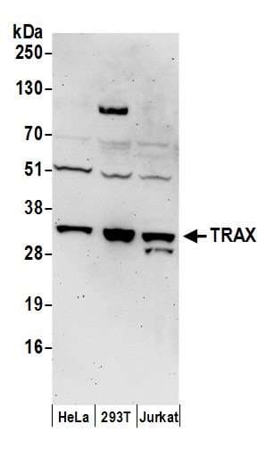 TSNAX / TRAX Antibody (aa240-290)