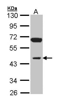 INPP1 Antibody (aa3-269)