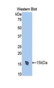TFF2 / SP Antibody (aa27-129, APC)
