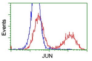 Monoclonal Mouse anti-Human JUN / c-Jun Antibody (clone OTI3G2, IF, WB)
