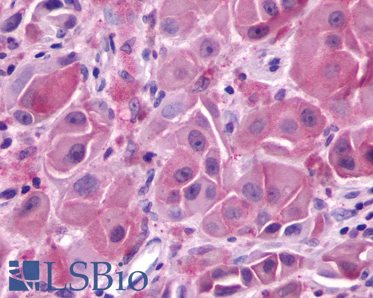 IHC-plus™ GPR148 Antibody (C-Terminus)