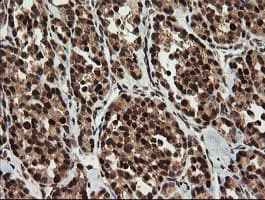 RFC2 / RFC40 Antibody (clone OTI2B2)