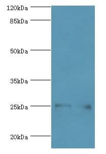 MOB1A Antibody (aa2-216, FITC)