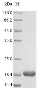 Mouse SNCB / Beta-Synuclein Protein (Recombinant)