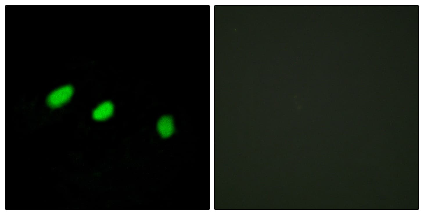 IHC-plus™ TRA2A Antibody (aa221-270)