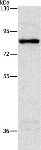 Polyclonal Rabbit anti-Human NOL9 Antibody (WB)