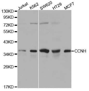 CCNH / Cyclin H Antibody