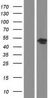 BCAT1 / ECA39 Protein (Over-Expression Lysate Myc-DDK (Flag))