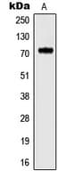 KCNC4 / Kv3.4 Antibody (N-Terminus)