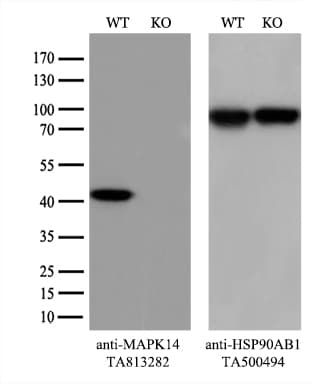MAPK14 / p38 Antibody (aa2-360, clone OTI5A6)