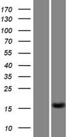 C15orf61 Protein (Over-Expression Lysate Myc-DDK (Flag))