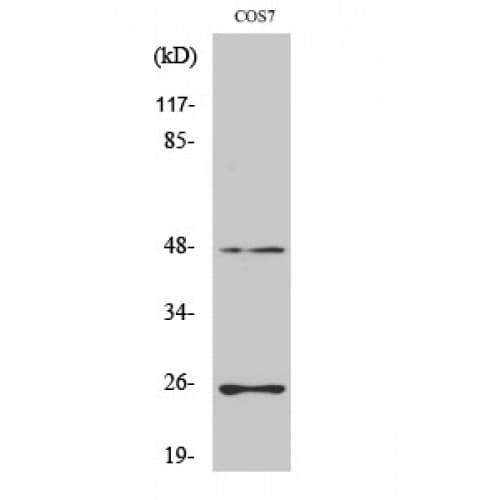 TGFB3 / TGF Beta3 Antibody (230-310 aa, Internal)