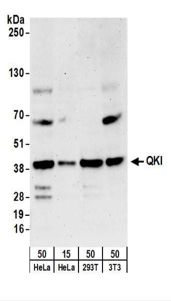 IHC-plus™ QKI Antibody (C-Terminus)