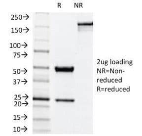 NOX4 Antibody (clone NOX4/1245, Azide-free, BSA-free)