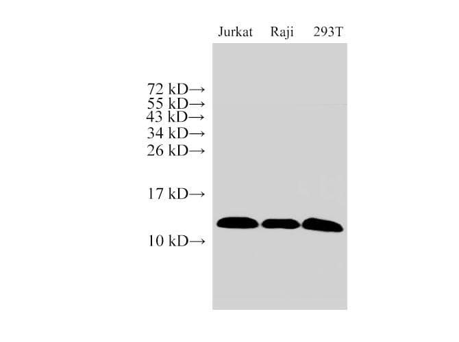 MIF Antibody