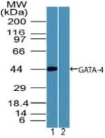 IHC-plus™ GATA4 Antibody (aa330-380)