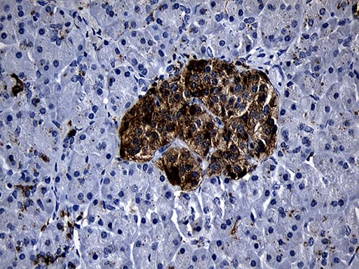 PLAC8 Antibody (clone OTI2E10)
