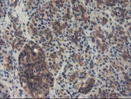 SENP2 Antibody (aa139-523, clone OTI1B8)