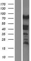 Human SYNPO / Synaptopodin Protein (Over-Expression Lysate Myc-DDK (Flag))