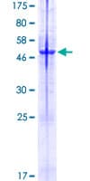 Human TM2D2 Protein (Recombinant GST)