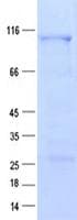 Human PCDHB6 Protein (Recombinant GST, N-terminus + His, C-terminus)