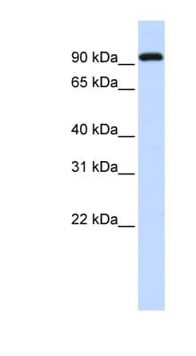 BRD3 Antibody (aa648-697)