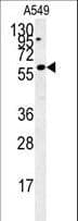 IHC-plus™ PARPBP / C12orf48 Antibody (aa522-550)
