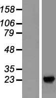 SDF2L1 Protein (Over-Expression Lysate Myc-DDK (Flag))