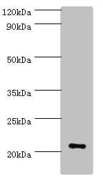 ARF3 Antibody (aa1-181)