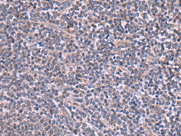 RIC3 Antibody