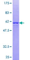 Human TRH Protein (Recombinant GST)