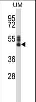 SYT7 / Synaptotagmin 7 Antibody (aa72-101)