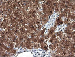 DDT / Dopamine Tautomerase Antibody (clone OTI1H3)